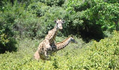 A Grande Migração: Experiência de Safari na Travessia do Rio Mara — 3
