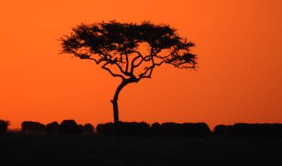Rodzinne Safari Pełne Zabawy w Serengeti — 3