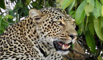 Rodzinne Safari Pełne Zabawy w Serengeti — 4