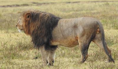 Rodzinne Safari Pełne Zabawy w Serengeti — 2