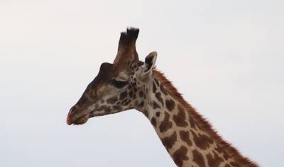 タンザニア北部での週末サファリ旅行 — 4