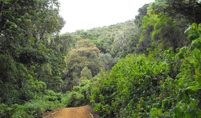Wyprawa w Góry Usambara i na Plażę Pangani — 5