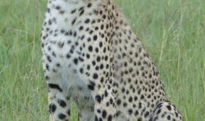 Jambo Tanzania Safari - 5 Dias de Safari Incrível — 2
