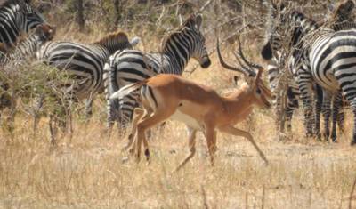 Jambo Tanzania Safari - 5 Dias de Safari Incrível — 4