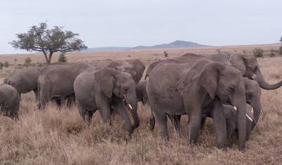 Jambo Tanzania Safari - 5 Dias de Safari Incrível — 3