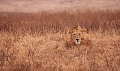 Trilha do Serengeti — 3