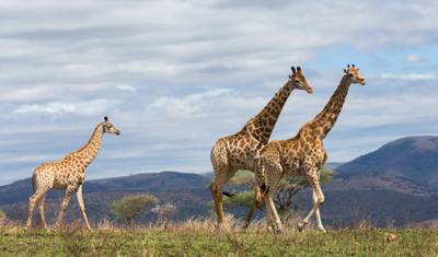 Trilha do Serengeti — 2