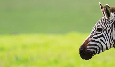 タンザニア ファミリーサファリ — 2