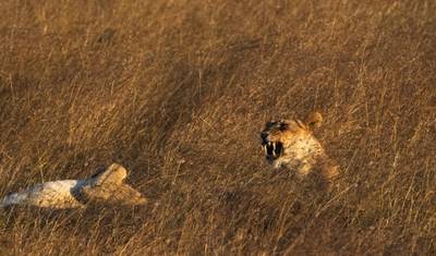 Gorilas a Victoria Falls — 2