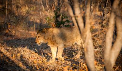 Safari po Afryce Południowej — 3