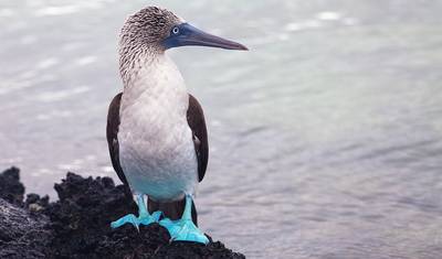 Descoberta de Galápagos — 3