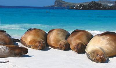 Descoberta de Galápagos — 4