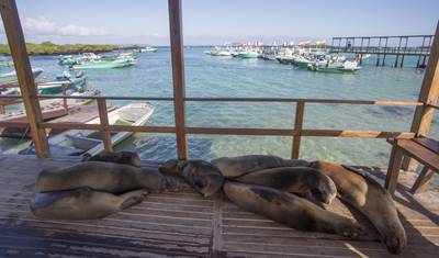 Excursão Terrestre Incrível de 5 Dias em Galápagos visitando 3 Ilhas — 3