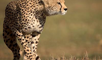 Safari kempingowe w Kenii — 5