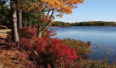 Classic Fall Foliage — 4