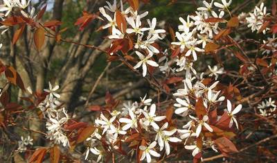 Classic Fall Foliage — 3