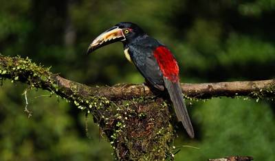 Maravilhas Naturais da Costa Rica — 2