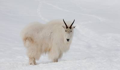 ألاسكا ويوكون — 5