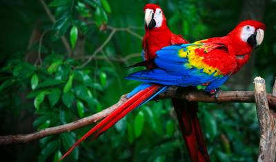 Da Amazônia aos Andes — 2