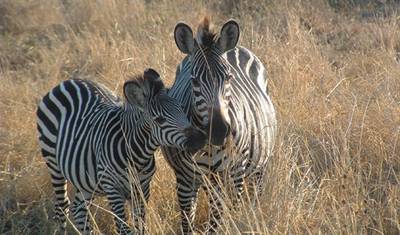 Serengeti e Cratera de Ngorongoro — 4