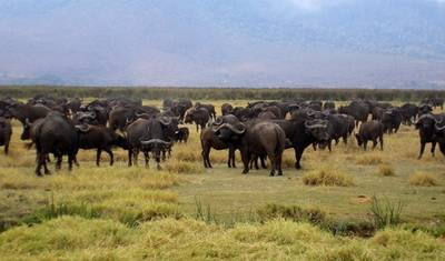 Serengeti e Cratera de Ngorongoro — 2