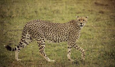 Safári Independente no Serengeti e Cratera de Ngorongoro — 3