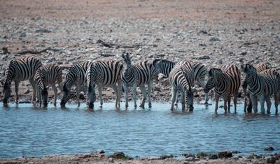 Tusker Trails — 3