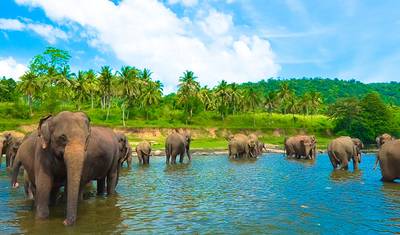 Férias em Família no Sri Lanka — 4