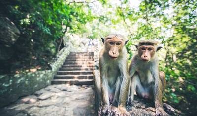 Férias em Família no Sri Lanka — 5