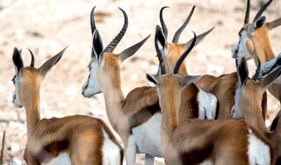 مغامرة Etosha و Swakopmund مع إقامة لمدة 4 أيام — 5