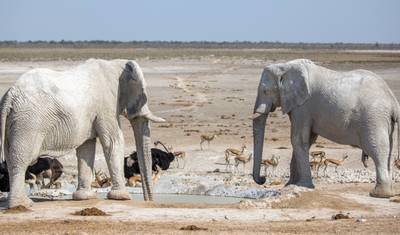 Safari de 6 Dias: Dunas e Vida Selvagem com Alojamento — 2