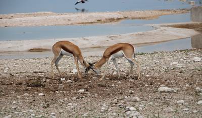 Safari de 6 Dias: Dunas e Vida Selvagem com Alojamento — 3
