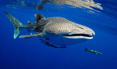 Viagem de Broome a Perth com Kalbarri, Ningaloo Reef, Exmouth e Karijini — 3