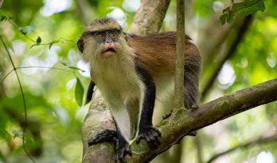 Excursão às Cataratas Wli e ao Santuário de Macacos Tafi Atome — 2