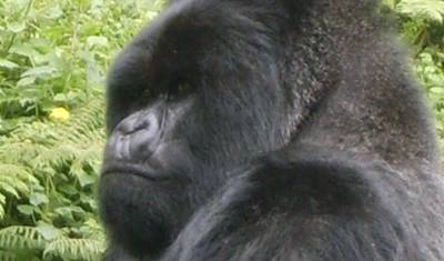 Gorilla Express - 4 dni — 5