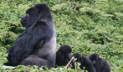 Gorilla Express - 4 dni — 3