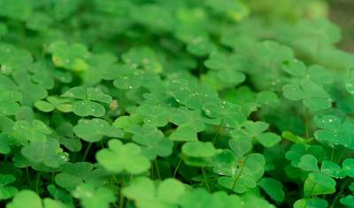 Dia de São Patrício (Início em Dublin) — 4