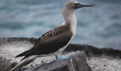 Wyspy Galapagos: Skakanie po wyspach — 3