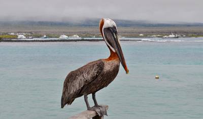 Wyspy Galapagos: Skakanie po wyspach — 2