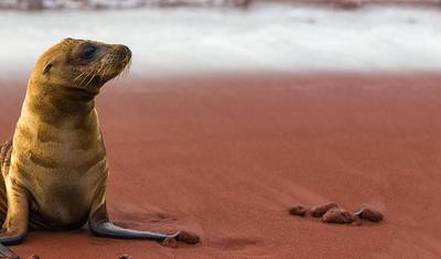 Aventura nas Galápagos: Ilhas do Norte (Grand Daphne) — 4