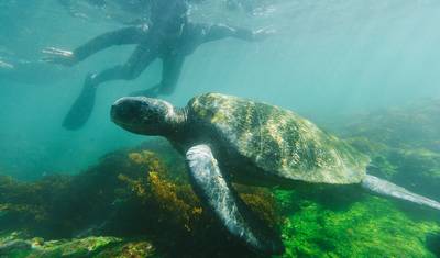 Galápagos Definitivo: Ilhas Centrais (Grand Daphne) — 4