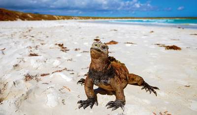 Galápagos Definitivo: Ilhas Centrais (Grand Daphne) — 5