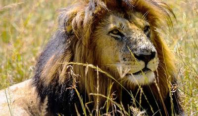 Curto safári no Quênia, com safáris fotográficos no Masai Mara — 5