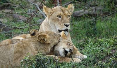 Curto safári no Quênia, com safáris fotográficos no Masai Mara — 3