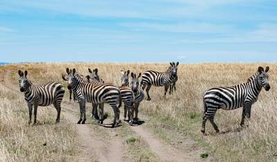 Safari Interativo em Masai Mara 3D/2N — 2