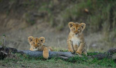 Safari Interativo em Masai Mara 3D/2N — 4