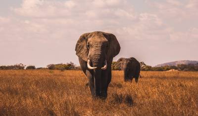 Safari Interativo em Masai Mara 3D/2N — 5