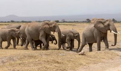 Interaktywne safari Masai Mara i Jezioro Nakuru 4D/3N — 2