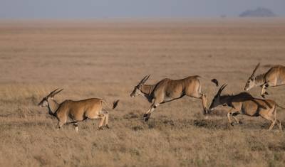 Interaktywne safari Masai Mara i Jezioro Nakuru 4D/3N — 3