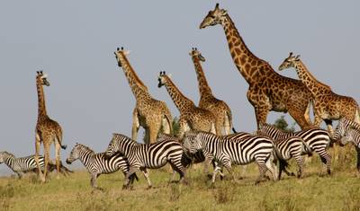 Interaktywne safari Masai Mara i Jezioro Nakuru 4D/3N — 4